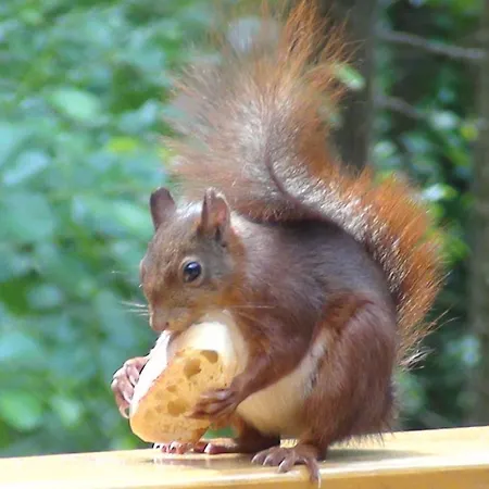 La Maison Par Les Pins Sylvestres Aparthotel Amnéville