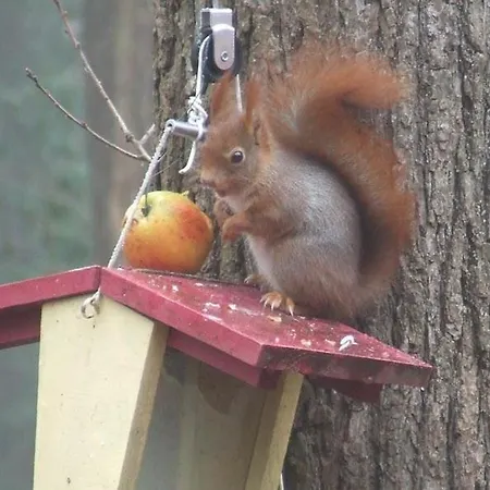 La Maison Par Les Pins Sylvestres