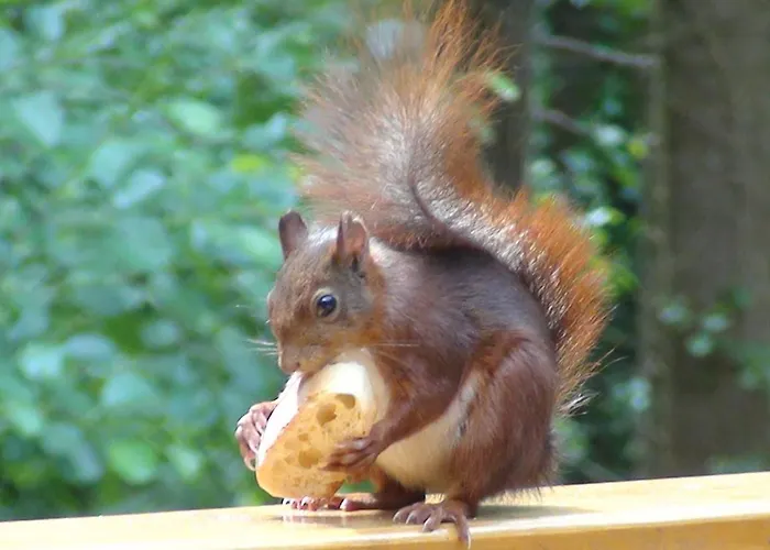 La Maison Par Les Pins Sylvestres Aparthotel Amnéville